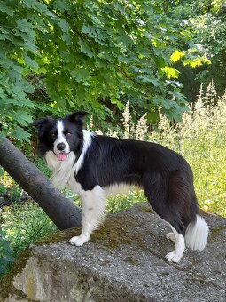 Nabidka kryti bez pp - 4