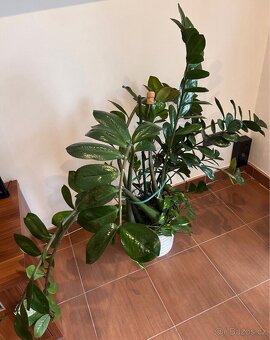 2x obrovský Zamioculcas 150cm Kulkas Zamiolistý zamiokulkas - 4