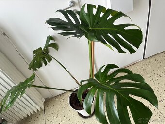 Velká monstera - 4