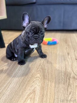 Francouzský buldoček štěňátko s PP - 4