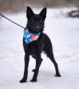 Serena hledá domov - 4