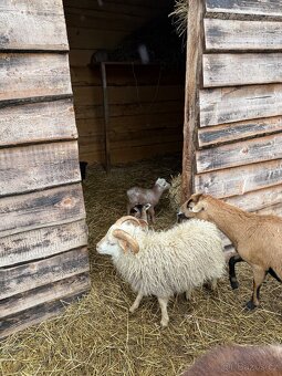 Berani a ovce ouessantské - 4