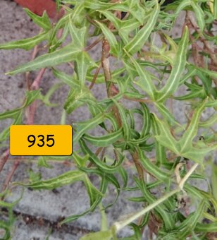 Břečťan (Hedera) - různé druhy - 4