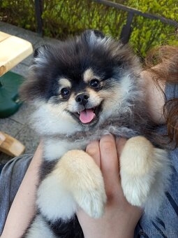 Štěňata Pomeranian s PP POSLEDNÍ 2 MAZLÍCI - 4