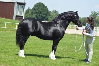 Welsh pony of cob type- připouštění - 4