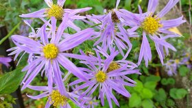 Hvězdnice chlumní-Aster amellus 2000 semen 50 Kč - 4