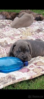 Cane Corso štěňata - 4