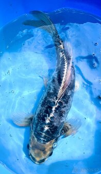 Koi kapr 45cm - 4