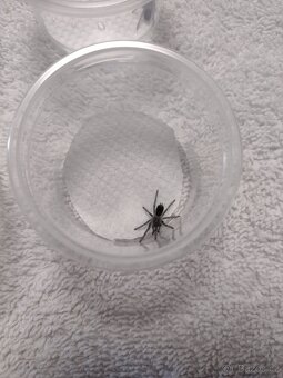 Sklípkan Aphonopelma seemanni - 4