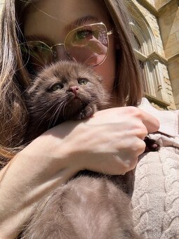 Scottish Fold - 4