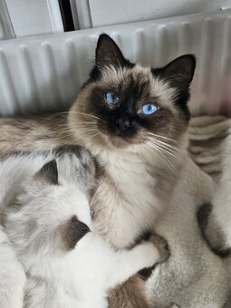 Ragdoll - 4