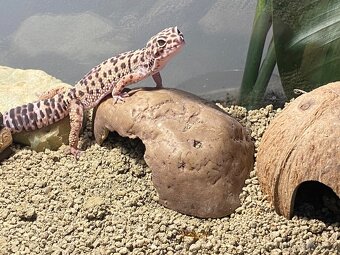 Gekončík noční - 4