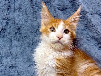 Mainská mývalí - kocourek (PP) - 4