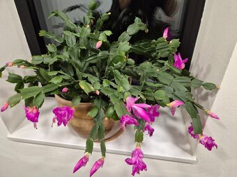 Vánoční kaktusy (2x) - 4