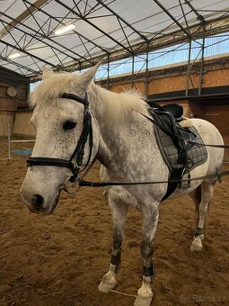 Kůň k pronájmu - 4