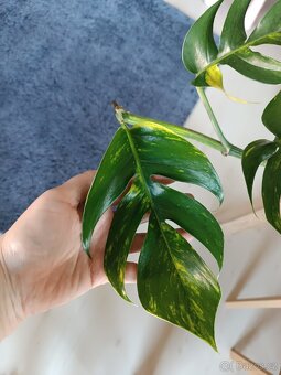 Epipremnum pinnatum Cintho Goldfinger

 - 4