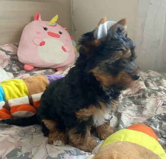 Jorkširský Terrier - 4