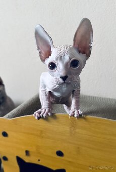 Don Sphynx - 4