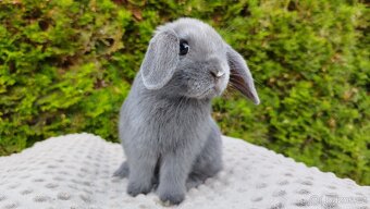 Zakrslý beránek, králíček, králík - PAUL - 4