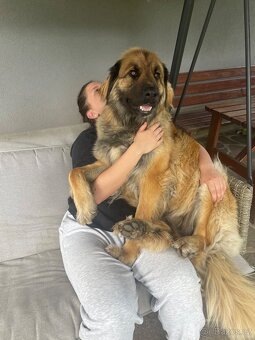 Leonberger štěňata - 4