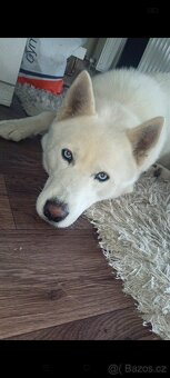 Sibiřský husky ke krytí - 4