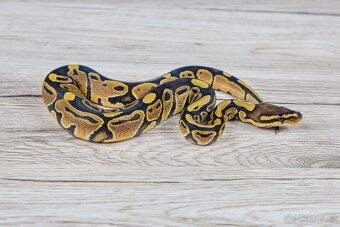 Krajta královská Normal Het Genetic Stripe (Plzeň) - 4