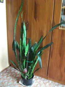 Větší květiny venkovní i pokojové - 4