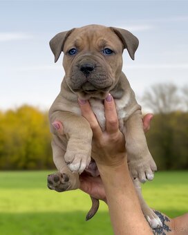 American Bully XL - Exkluzivní spojení šampionů - 4