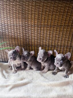 Francouzský buldoček barvě modré 🩵 - 4