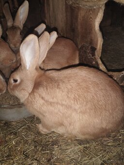 Mladí králíci na chov - 4