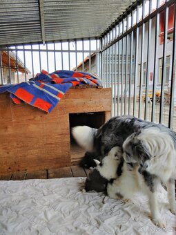 Štěňata border kolie - 4