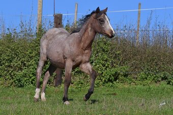 Klisnička QH s TOP cutting původem a skvělou povahou - 4