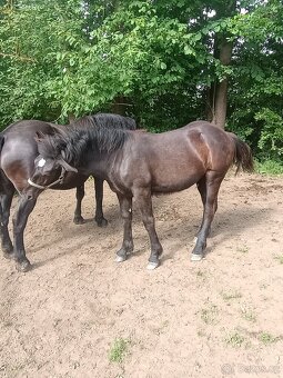 Percheron - 4