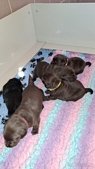 Čokoládová štěňátka labradora s PP - 4