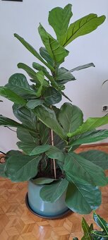 Ficus lyrata - 4