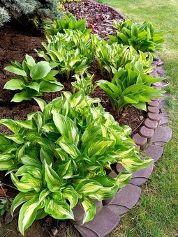 Bohyška -Hosta - 4