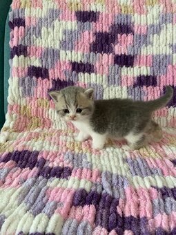 🐾Britská koťátka bez PP🐱hledají nový domov - 4