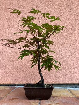 Bonsaj, Bonsaj, japonský javor - 4