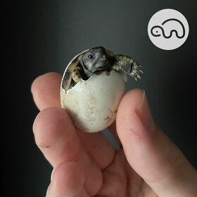 Suchozemská želva - 4