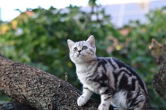 Britská  (whiskas ) kočička s p.p. - 4