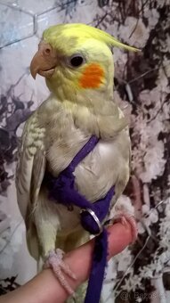 KORELA RUCNE DOKRMENA  UCENA NA KSIRKY s testy DNA - 4