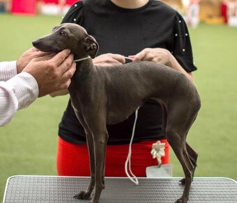 Italský chrtík s PP - 4