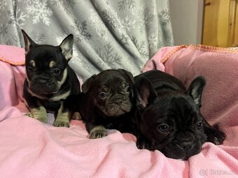 Francouzský buldoček - 4