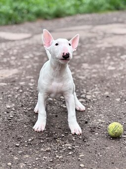 Miniatúrny Bulterier // bullterrier - 4