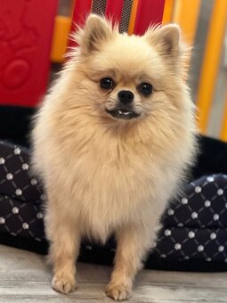 Pomeranian Cream sable - 4