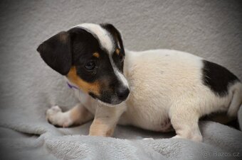 Štěňátka Jack Russell teriér - 4
