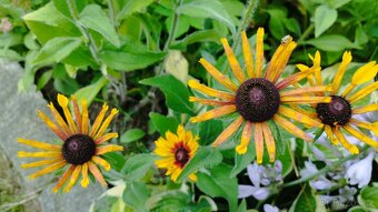 Rudbekie - 4