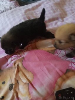 Pomeranian - 4