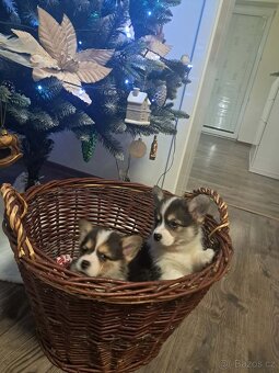 Welsh corgi Pembroke - 4