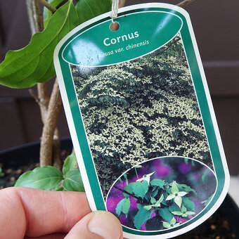 Dřín japonský "Chinensis" 120-130cm - 4